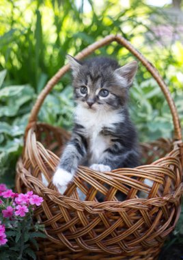 Küçük çizgili kedi yavrusu güneşli bir yaz gününde yeşilliklerin arasında hasır bir sepetin içinde oturuyor. Güzel kartpostallar, doğanın ahengi, şefkat. Meraklı hayvan dünyayı keşfeder. Kedinin günü.
