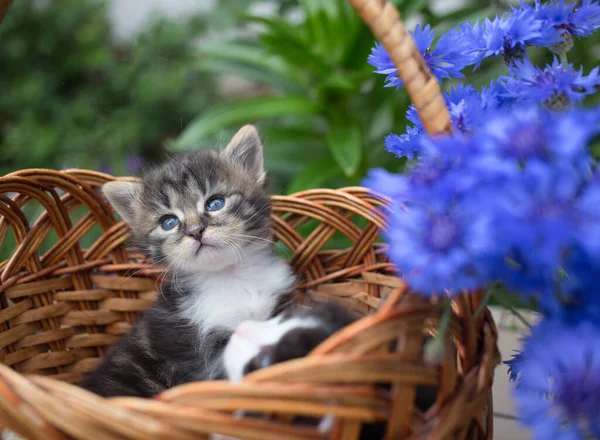 Small Cute Striped Kitten Lies Large Wicker Basket Cat Childhood — Stock Photo, Image