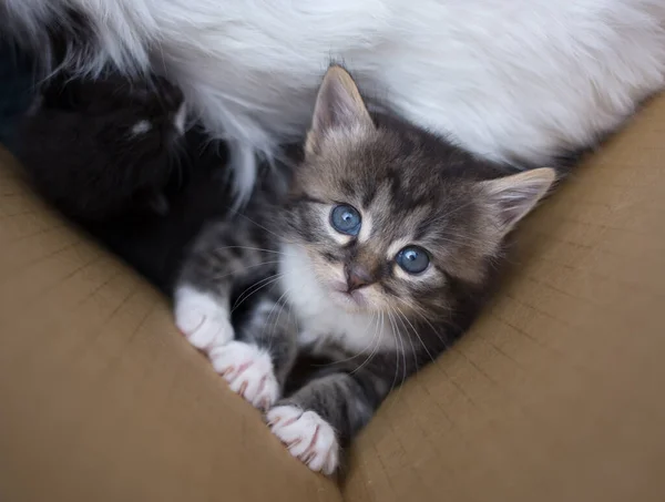 かわいいストライプの子猫が段ボール箱の中に座って見上げます 好奇心旺盛なペットが世界を探検 猫の日 — ストック写真