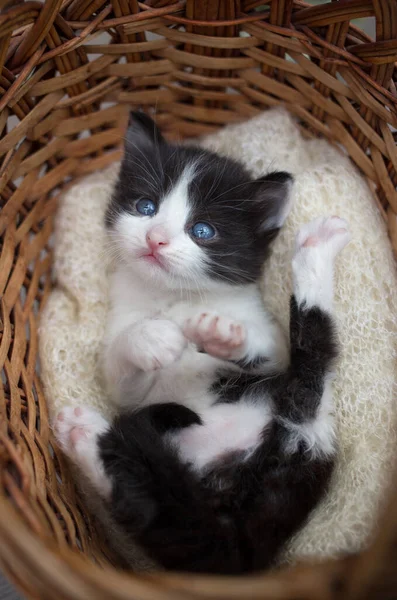 黑白色有趣可爱的小猫躺在柳条篮里 抬头看 好奇的宠物正在探索世界 — 图库照片