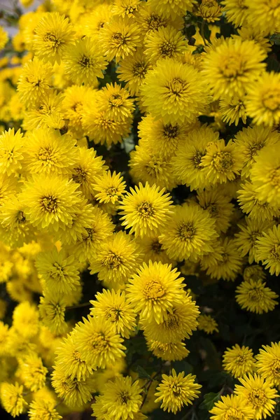 Muitas Flores Crisântemo Amarelo Fundo Floral Natural Floricultura Com Amor — Fotografia de Stock