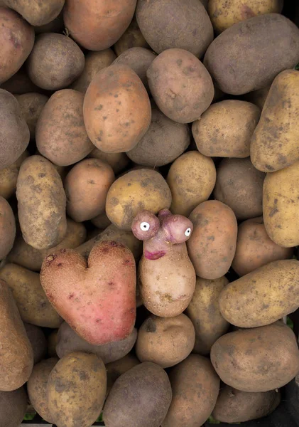 Two non-standard potatoes - in shape of heart and in form of a funny ugly head - against backdrop of many freshly dug potatoes. farm positive. Autumn harvest of vegetables