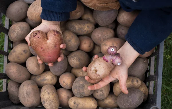 Two non-standard potatoes, an interesting find, in children\'s hands against the background of many ordinary freshly dug potatoes. Harvest farm vegetables. Positive thinking