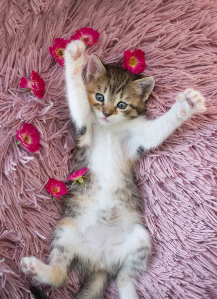 Schattig Driekleurig Katje Ligt Zijn Rug Een Zacht Roze Kussen — Stockfoto