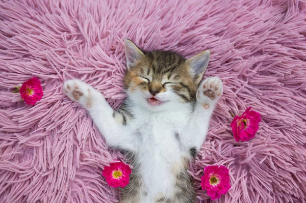 Gatinho Bonito Branco Marrom Dorme Docemente Travesseiro Rosa Deitado Costas — Fotografia de Stock