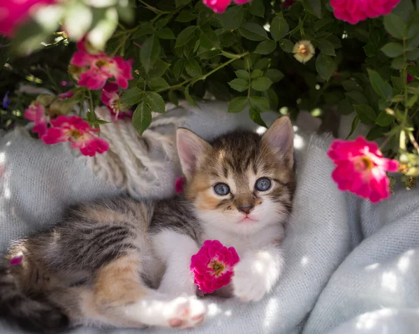 Three Colored Curious Cute Kitten Big Eyes Lies Soft Blanket — Stockfoto