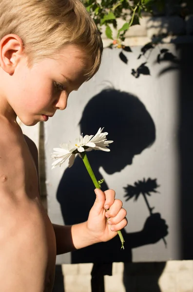 Хлопчик Стоїть Квіткою Ромашки Руці Яскравий Сонячний День Позаду Нього — стокове фото