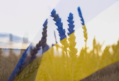 Ukrayna bayrağı ve buğday tarlasında iki kez dalgalanıyordu. Yumuşak odaklanma. Ukrayna 'daki savaşı durdurun, tahıl toplayın. Tarım ülkesi sembolü