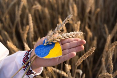 yellow and blue heart with spikelets of wheat in the palm of a child against field. patriotism, be proud and love motherland. call to world community for help and support to Ukraine