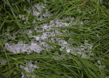 Yazın yağış şeklinde düşen yeşil çimenlerin üzerinde bir sürü buz dolu vardı. Hava tahmini, dolu yağışlı, doğa tehlikesi olan soğuk bir fırtına. seçici odak
