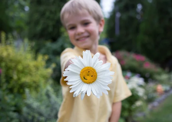 Enfant Garçon Gai Tient Fleur Camomille Avec Sourire Premier Plan — Photo