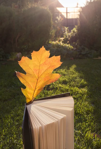 Education concept. Hello, Autumn. book stands upright on grass with bright orange oak leaf between open pages. Back to school. beautiful sun light. Home schooling, outdoor recreation, reading books