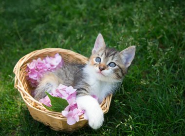 Kedi yavrusu, bahçedeki yeşil çimlerin üzerinde duran pembe ortanca çiçekleriyle hasır bir sepetin içinde yatıyor. Kedi çocukluğu, güzel kartpostallar, doğanın ahengi. En sevdiği hayvan.
