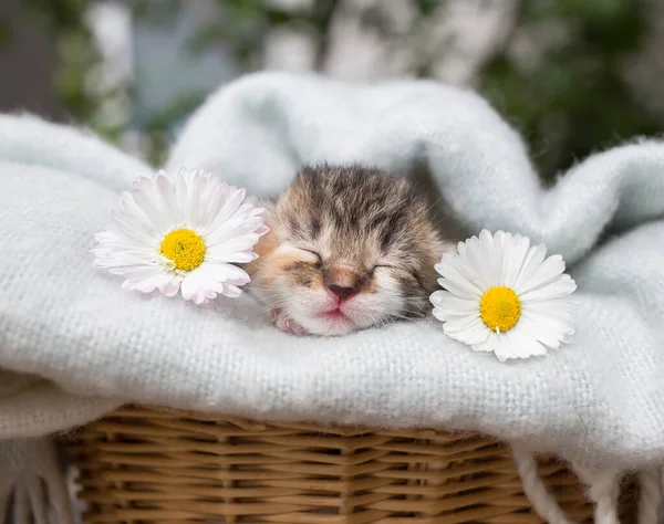tiny newborn sleeping kitten on a soft blanket between two daisy flowers. Love for cats. Day of the cat. Care and veterinary medicine. Rest and cozy childhood of pets