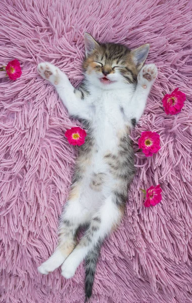 Cute White Brown Kitten Sleeps Sweetly Lying His Back Spreading — Stockfoto