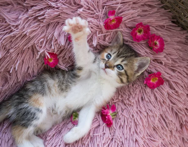 cute white-brown kitten lies on its back with its paws spread out on a pink soft pillow. Rest of domestic cat, cozy childhood of pets. curious cute kitten stretched out its paw with claws forward