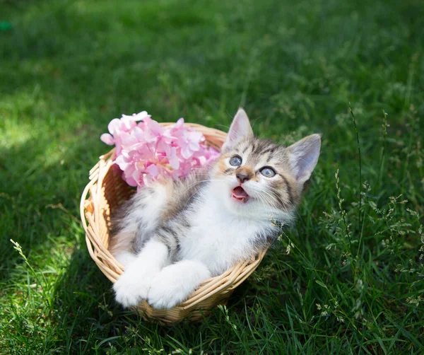 Frightened Surprised Funny Kitten Lies Wicker Basket Standing Green Lawn — Stok fotoğraf