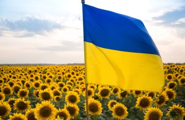 large satin flag of Ukraine in yellow and blue colors flutters against the backdrop of many blooming sunflowers and sky. pride, freedom, symbol of the country, patriotism. Ukraine's Independence Day