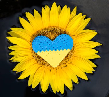 yellow-blue heart lies in center of sunflower flower. Artistic image of wounds in hearts of Ukrainians suffering from war in their homeland. Pain, feelings. love for Ukraine. concept of rebirth, hope