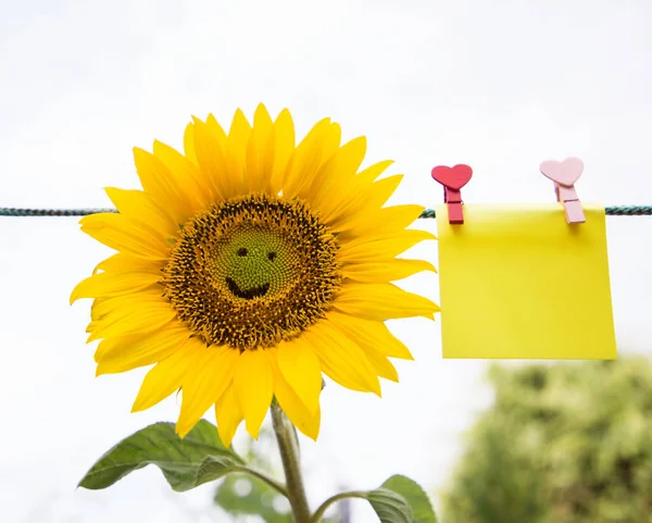 yellow sunflower flower with a smile on it and a piece of paper for writing on it, pinned to a rope on a light background. copy space. Smile day, postcard, positive, festive mood