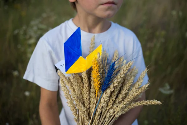 in hands of unrecognizable boy, bouquet of spikelets of wheat, on which sits paper dove of peace, with yellow-blue wings, two spikelets painted in colors of Ukrainian flag. Concept Stop war in Ukraine