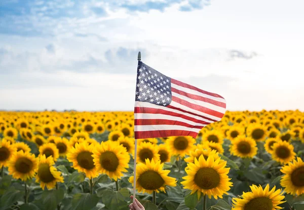 American Flag Beautiful Blooming Field Sunflowers Vacation Travel Independence Day — Foto Stock