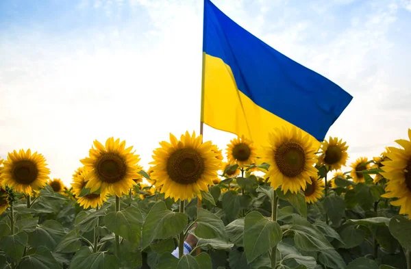 satin flag of Ukraine in yellow and blue colors on flagpole among blooming field of sunflowers. stop war. pride of nation, symbol of country, patriotism. Independence Day. Drawing attention to Ukraine