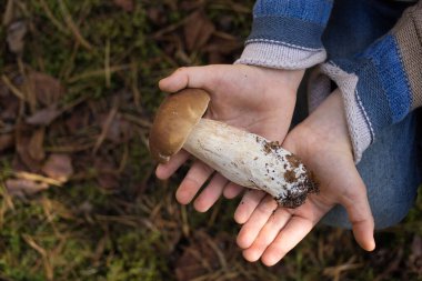 porcini mushroom found in the forest lies in the hands of a child. An interesting walk through the forest and a successful mushroom picking. hobby to collect mushrooms. selective focus