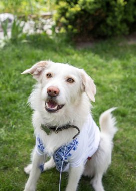 favorite pet, a white dog, dressed in a national Ukrainian vishyvanka, sits on the green grass. Patriotic peace message. Ukrainians against the war