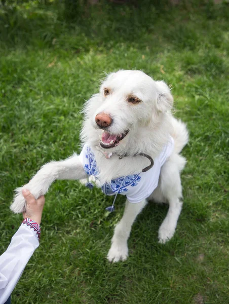 Child Hand Holds Paw Pet White Dog National Ukrainian Vishyvanka — Foto de Stock