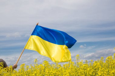 large yellow and blue flag of Ukraine flutters against background of landscape of flowering rapeseed field and sky. pride, patriotism. Ukraine's Independence Day. Glory to Ukraine. Country symbol