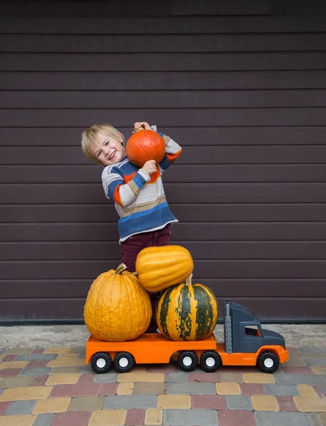 5 year old boy standing with a pumpkin on his shoulder near a toy car truck loaded with large pumpkins. Autumn farm harvest. Preparing for Halloween