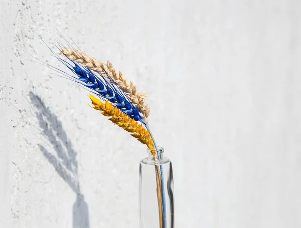 three spikelets of wheat, two of which are painted in yellow and blue colors of the Ukrainian flag on a white background. Support Ukraine. Stop the war in Ukraine. prevent world hunger. Copy space