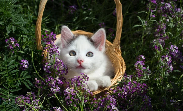 Cute White Kitten Sits Basket Flower Bed Many Small Purple — Stock Photo, Image