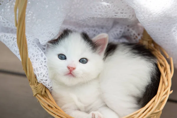 White Little Kitten Sits Wicker Basket Looks Big Eyes Love —  Fotos de Stock