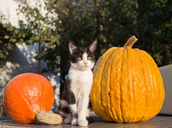 Kitten Sits Large Bright Orange Pumpkins Love Cats Preparing Halloween — ストック写真