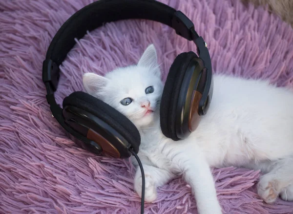 cute little white kitten lies on a soft fluffy pillow in big headphones. comfort and rest of the pet. Funny favorite pet. Humor. Cat - music lover