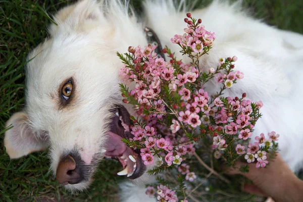 muzzle of a white dog, open mouth with a bouquet of chamelacium flowers. Congratulations from your beloved pet. Festive mood. dog day