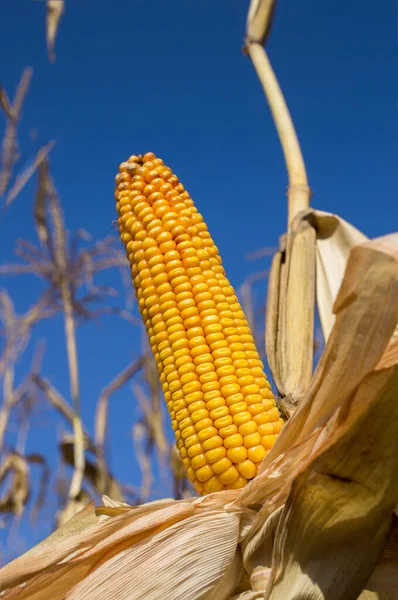 Cultivation of corn on a farm, agribusiness of grain crops. dry large yellow corncob ready to be harvested on a bright sunny day. The photo shows two colors of the Ukrainian flag - blue and yellow