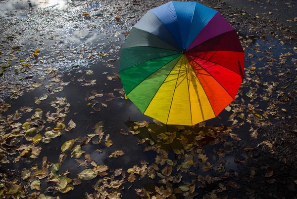 colorful open umbrella of rainbow colors, illuminated by sun, stands on pavement, wet from rain, strewn with yellow leaves. autumn mood. symbol of rainy season, changeable weather. Hello, Autumn