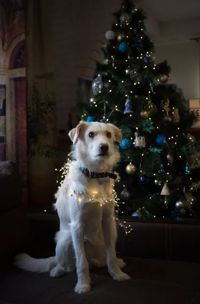 装飾されたクリスマスツリーを背景に 明るいガーランドのポーズに包まれたかわいい白い犬がソファに座っています 奇跡を待って クリスマスの準備をしなさい お気に入りのペットは家で休んでいる — ストック写真