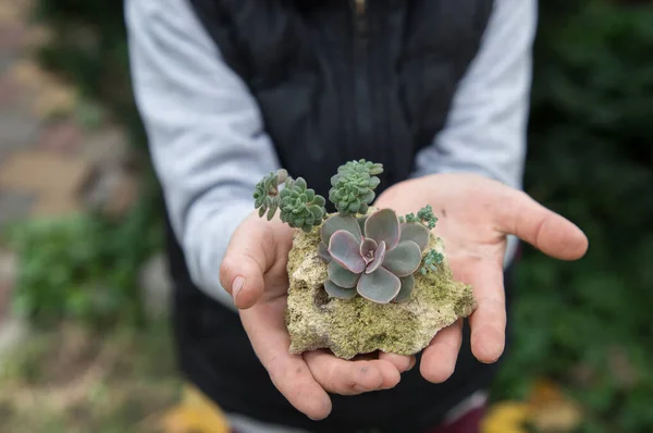 small succulents planted in limestone in the hands of a child. Hobbies for growing indoor plants and care for indoor flowers. a gift from kid with love. selective focus