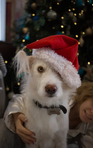 装飾されたクリスマスツリーの背景にあるサンタの帽子の白い犬の銃口 奇跡を待って あなたの最愛のペットとクリスマスの準備 — ストック写真