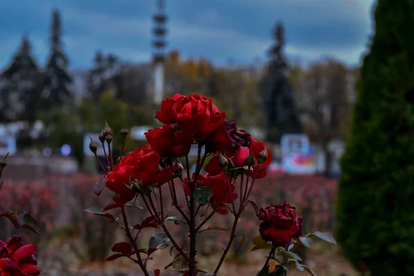 Laatste Herfst Bloeiende Bloemen Dit Jaar — Stockfoto