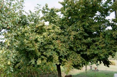 Hazel tree with green leaves in summer . Tuscany, Italy
