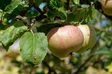 Red apples hanging on a growing apple tree in summer . Tuscany, Italy