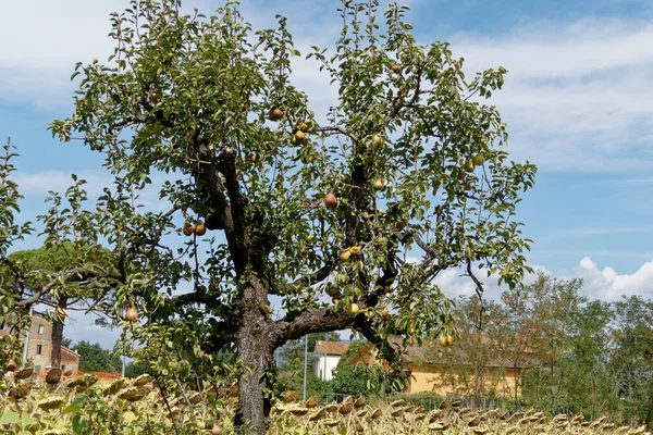 Pear Tree Ripe Pears Summertime Tuscany Italy Imagen de archivo