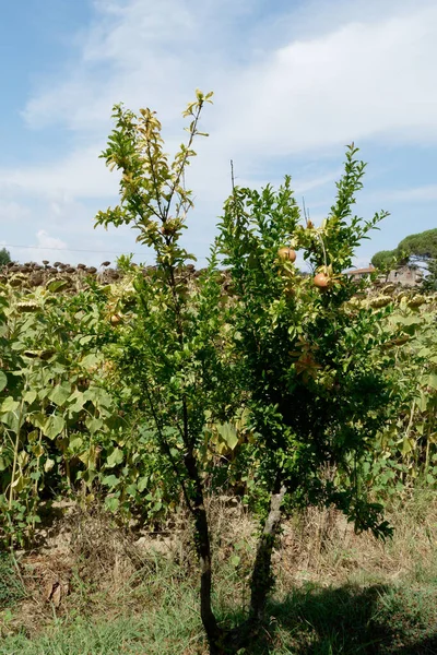 Junger Granatapfelbaum Sommer Toskana Italien — Stockfoto