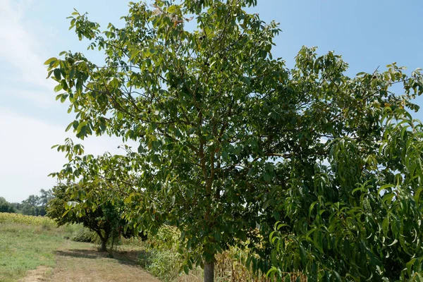 Walnussbaum Sommer Toskana Italien — Stockfoto