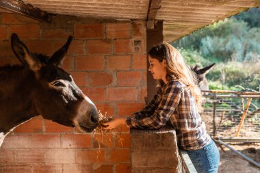 Genç kız ahırda eşek besliyor.